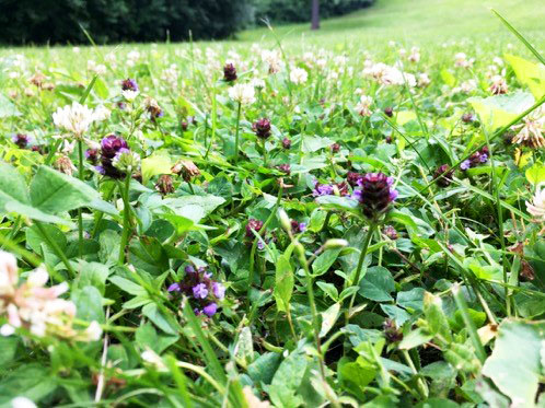 Trott column: Bee-friendly yards are changing the look of American lawns - Vimarsana News