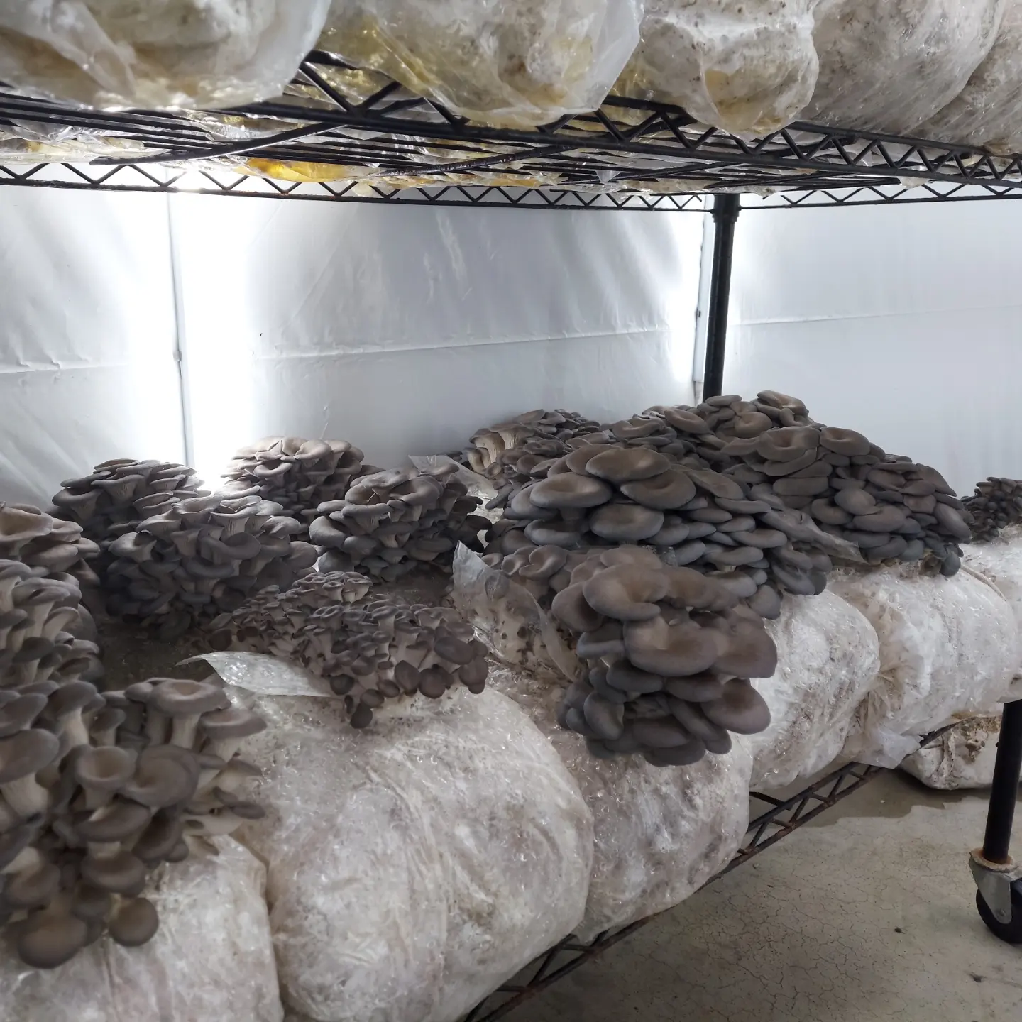 Local farm makes room for mushrooms - Vimarsana News