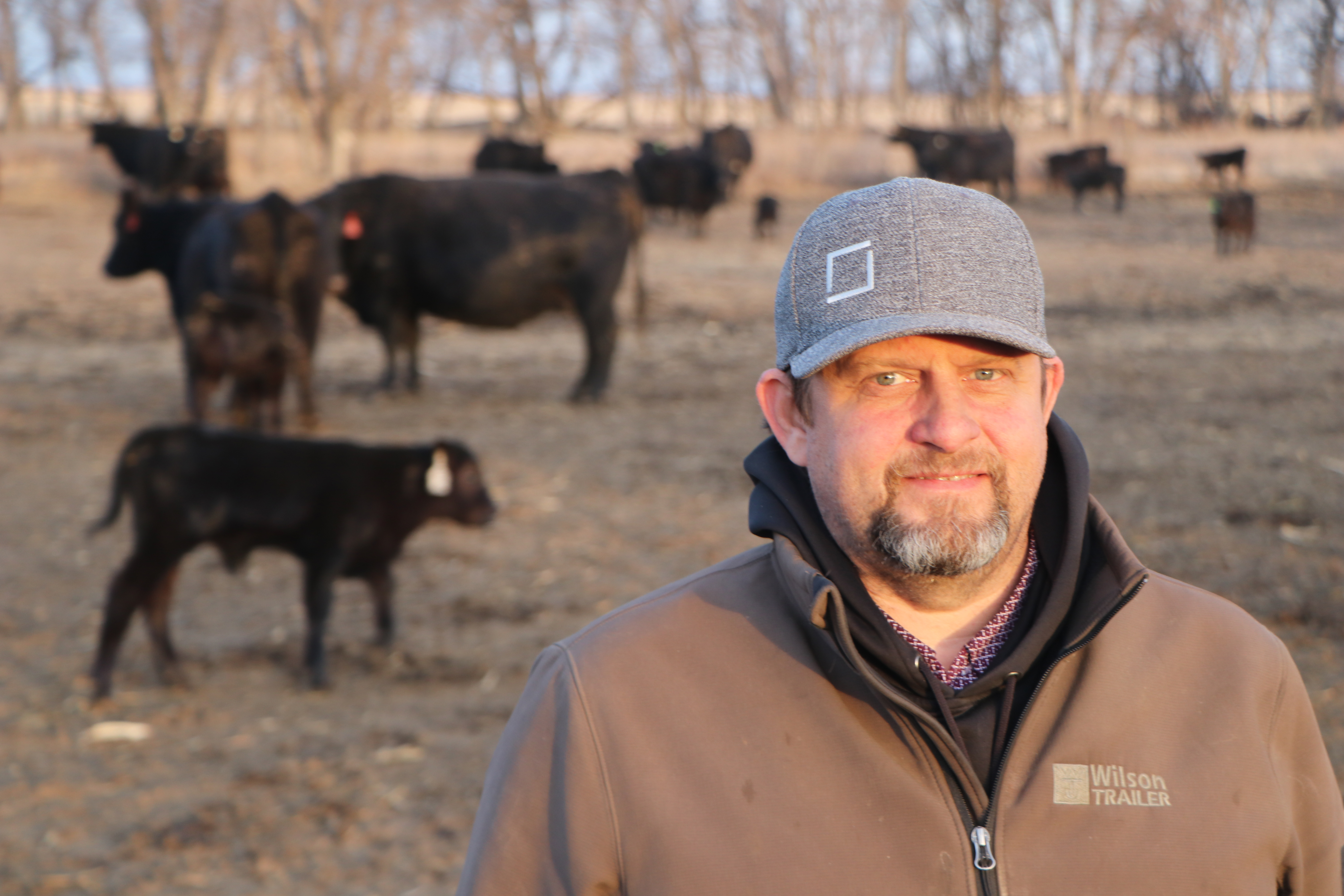 Cattle breeder shares pro-tip for saving ears when calving in sub-zero temps - Vimarsana News