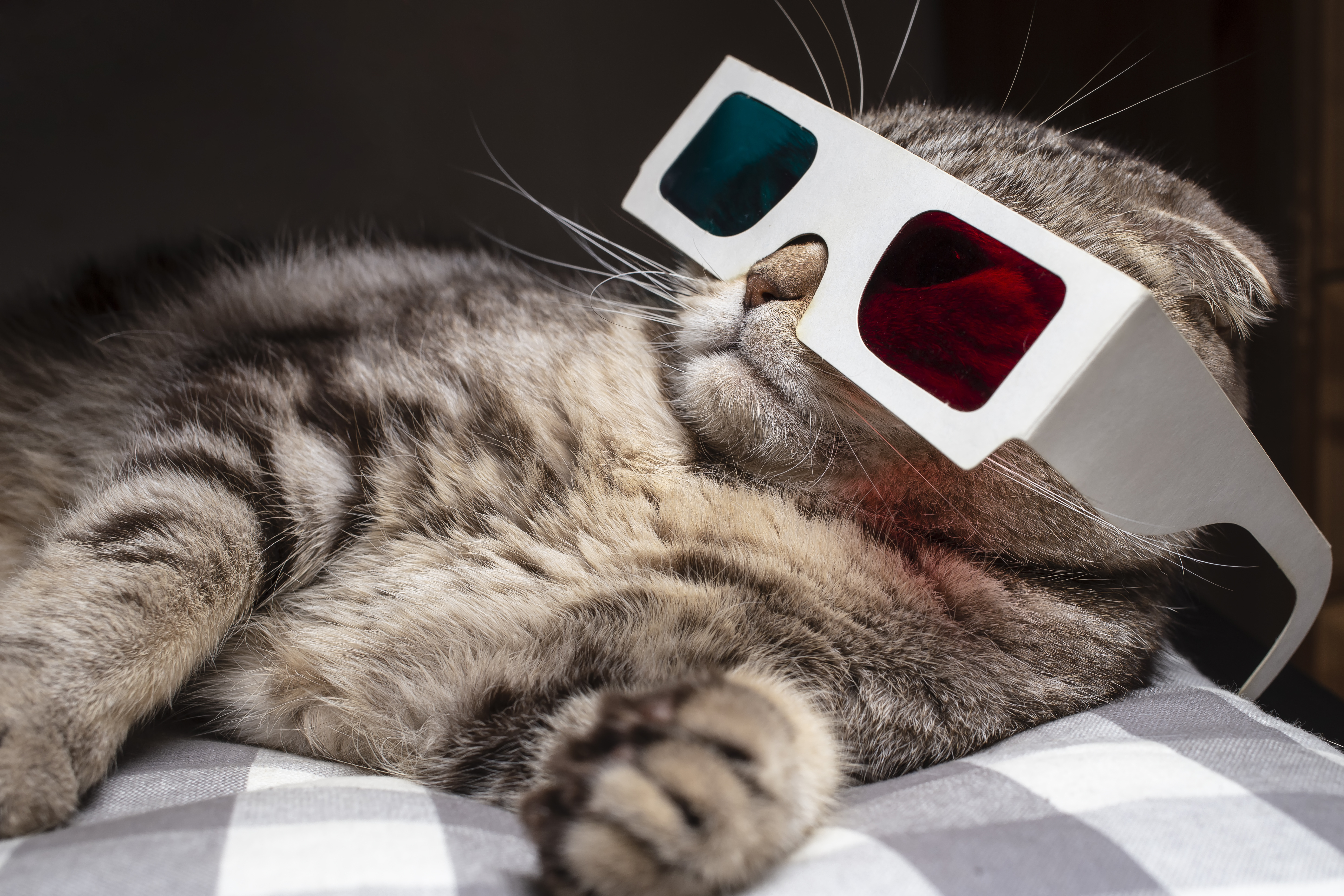 Get catty this weekend with some fur-raising fun - Vimarsana News