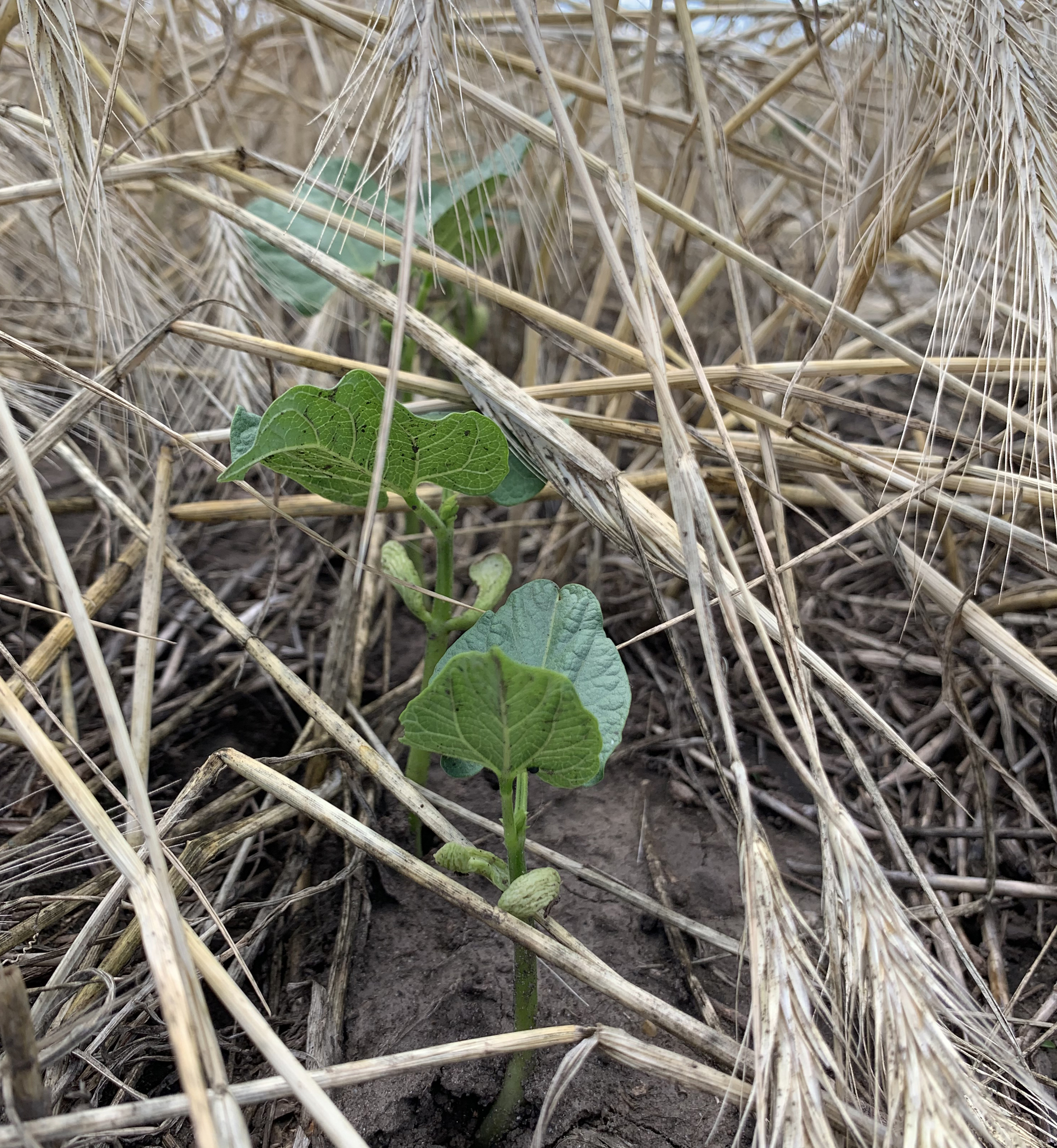 Winter rye provides benefits as a preceding cover crop for dry bean - Vimarsana News