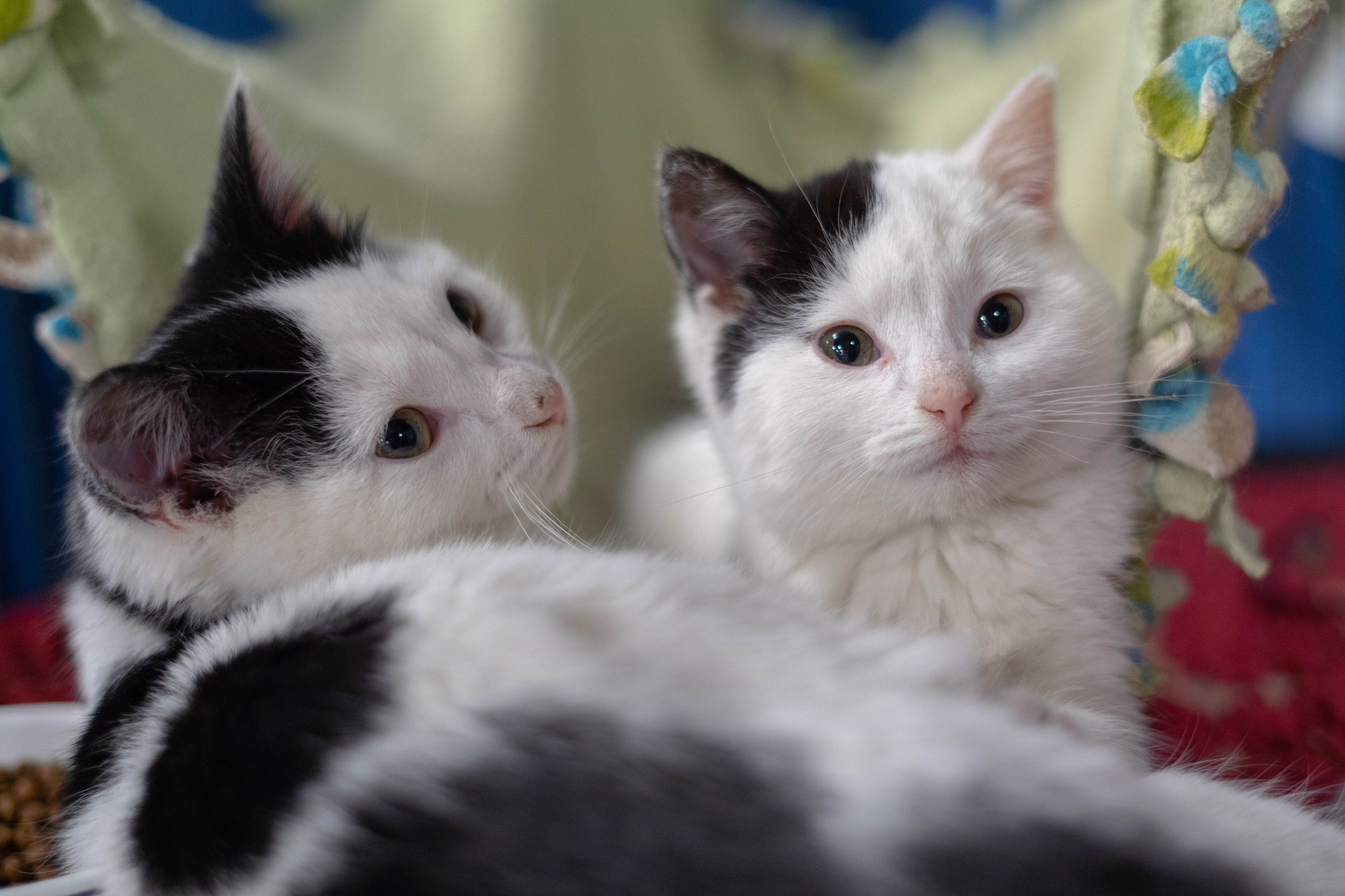 Bringing home a pet for Christmas? Shelters, rescues take precautions to ensure families are ready - Vimarsana News