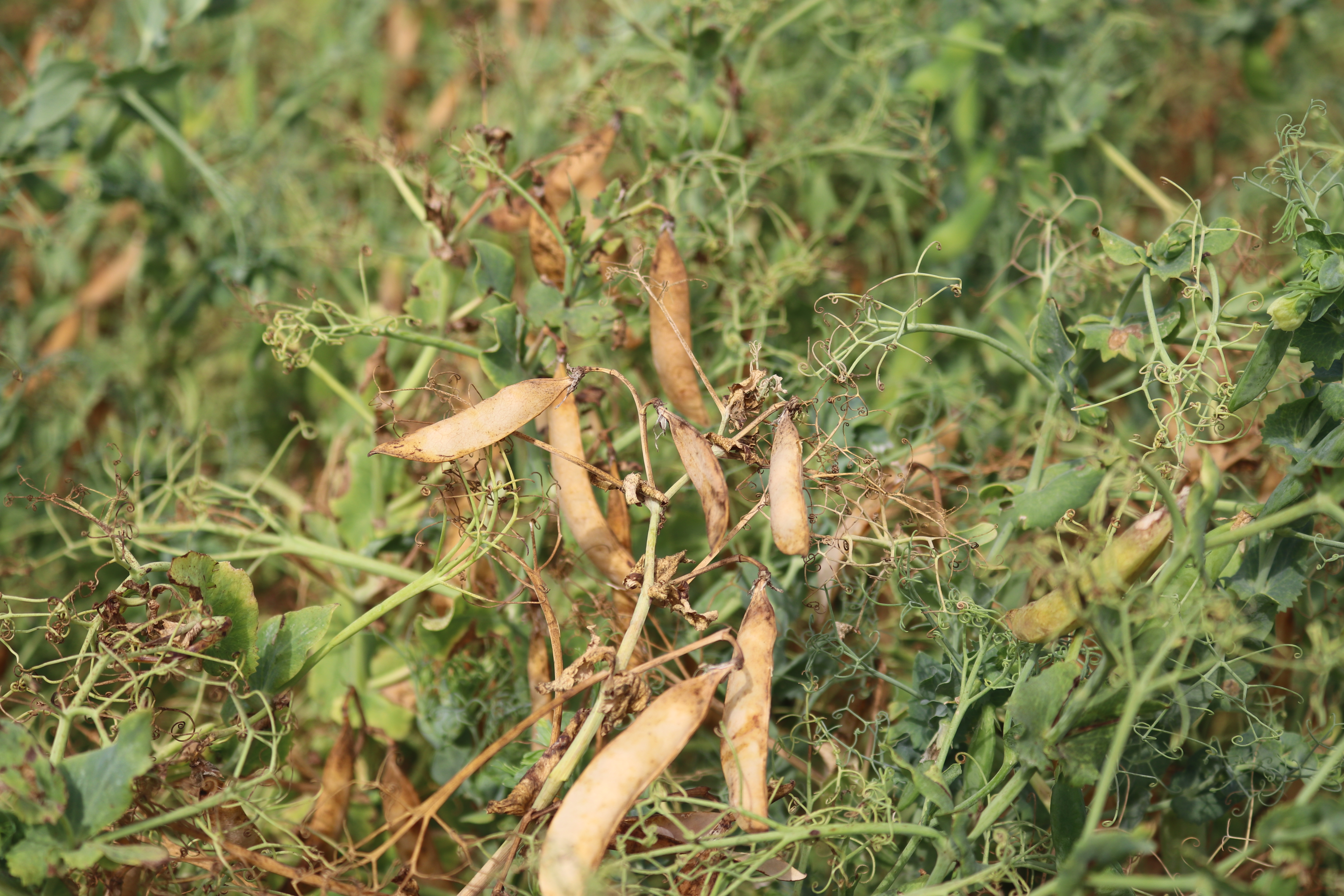 Peterson Farms Seed offers peas to the region's producers - Vimarsana News