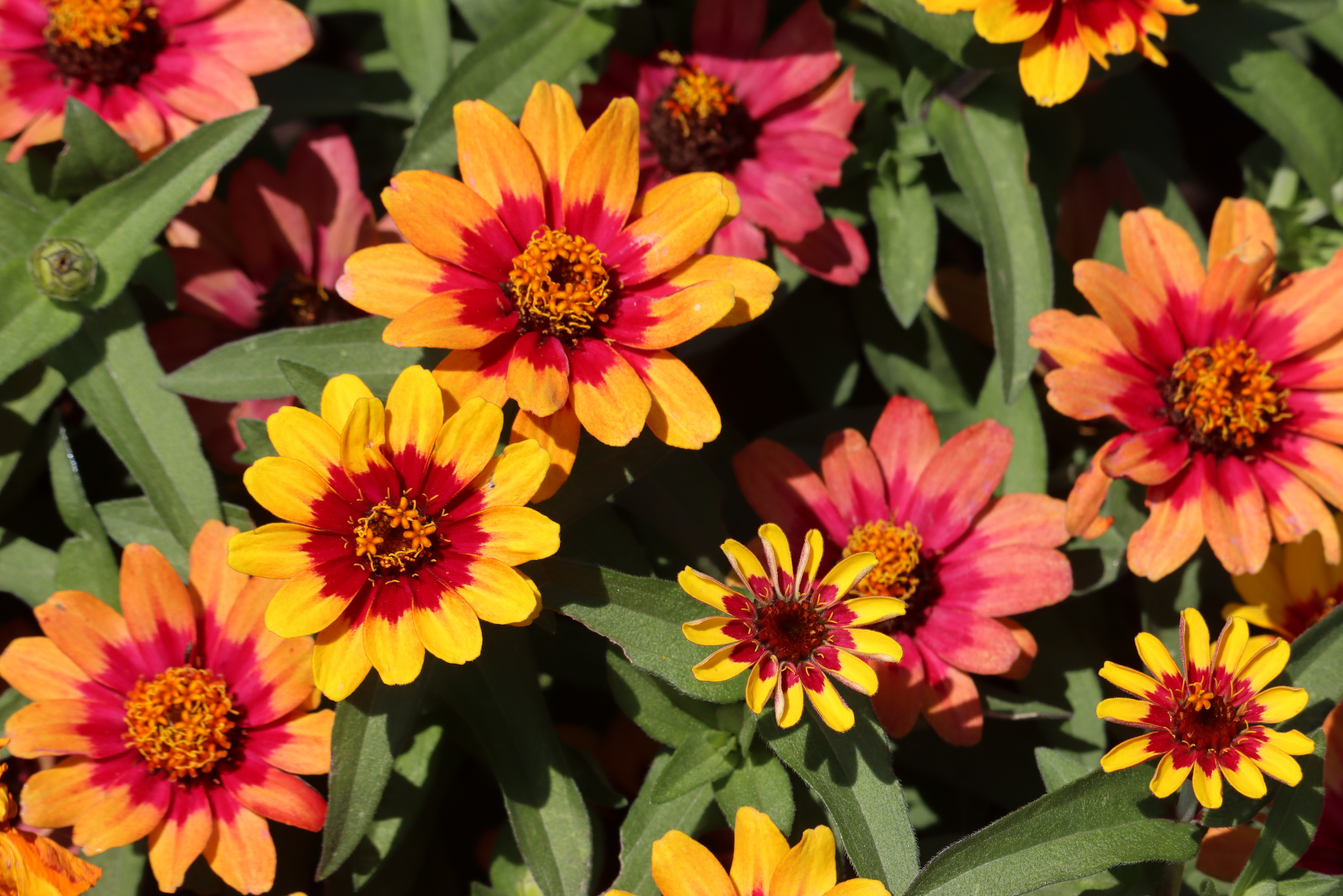 Kinzler: Revealing a few personal flower and vegetable favorites - Vimarsana News