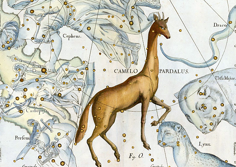 Astro Bob: Don't look now, but there's a giraffe over your head - Vimarsana News