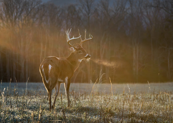 Free chronic wasting disease test kits available online, at local DNR office - Vimarsana News
